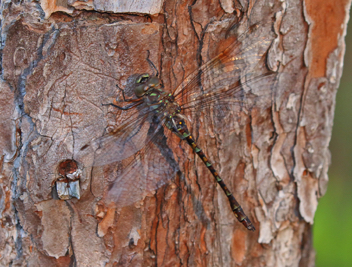 Gomphaeschna antilope, female